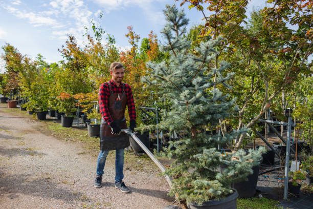 Best Root Management and Removal  in Kidron, OH